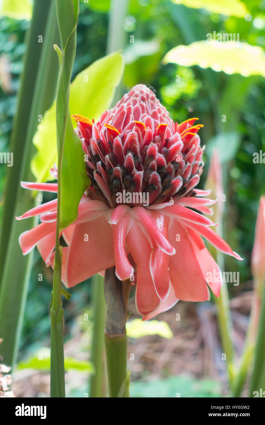Red Torch Lily of the Ginger Lily family blooming on a cocoa plantation