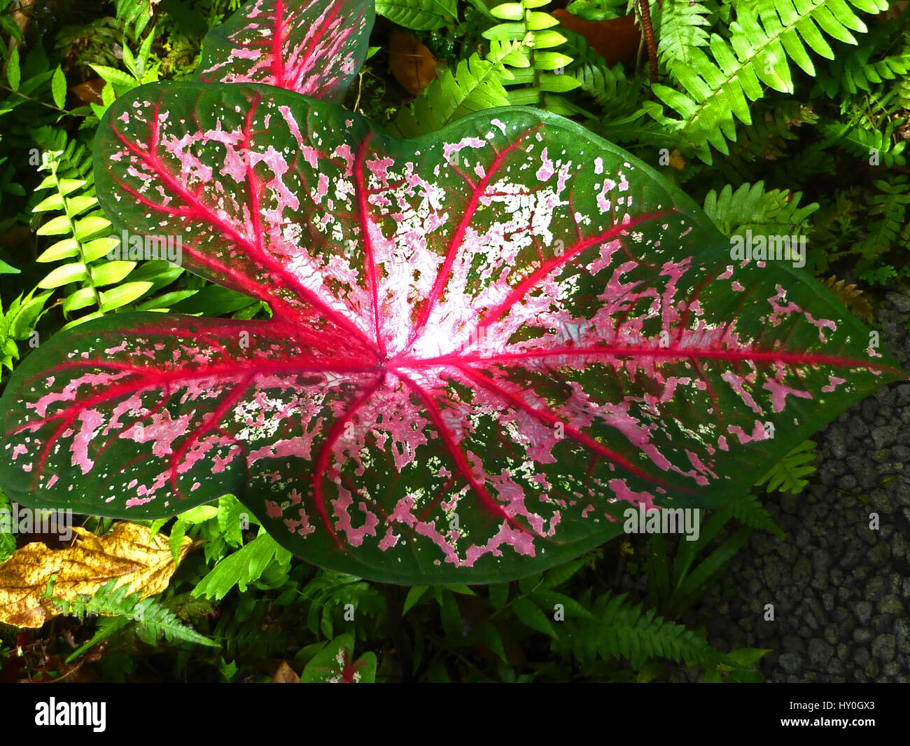 Red, white and green on the leaf of the Elephant Ear Plant - Caladium - as seen on St Lucia in the Caribbean Stock Photo