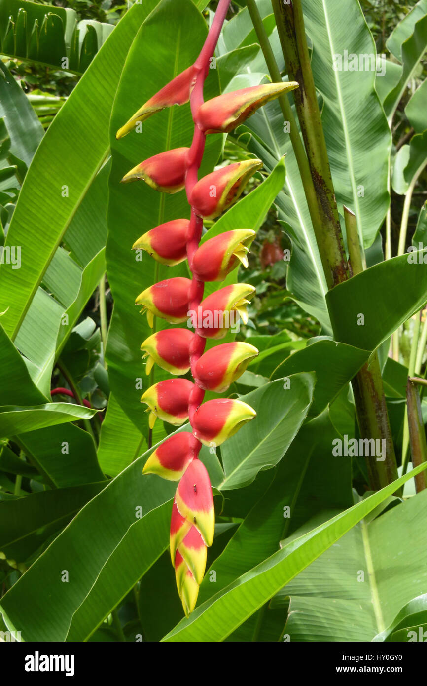 banana yellow lobster