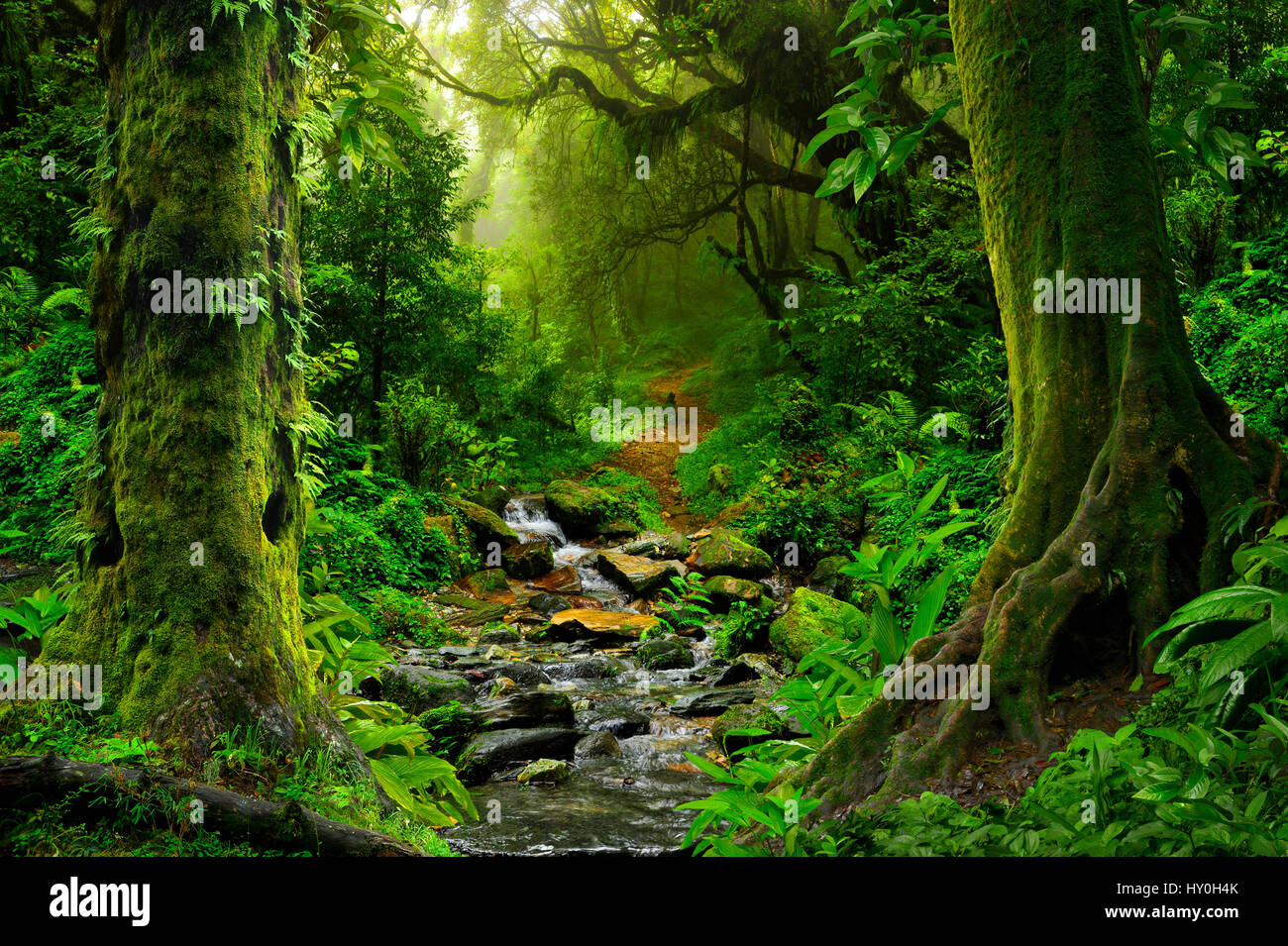 Southeast asia tropical rainforest hi-res stock photography and images ...