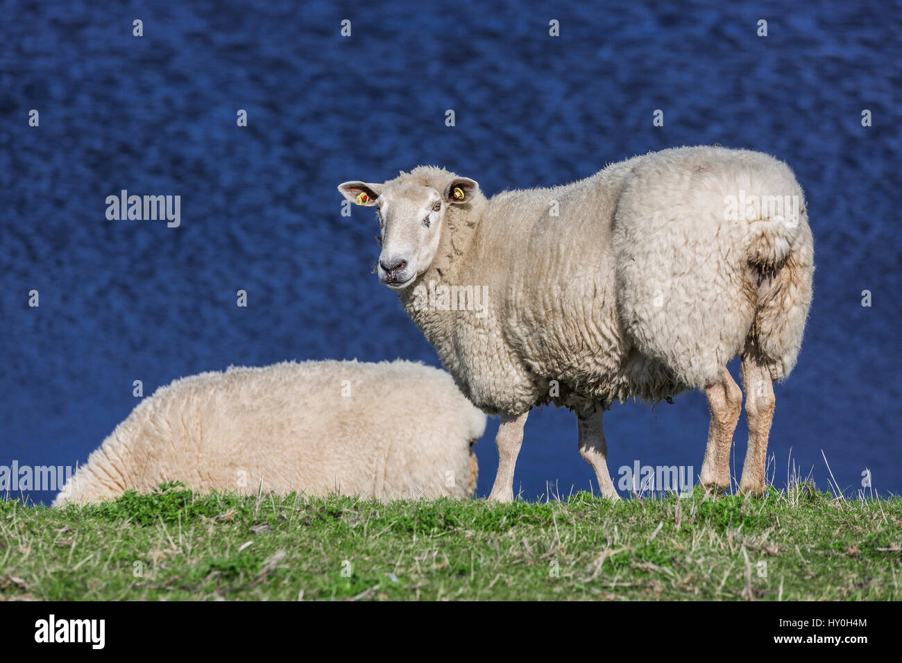 sheeps on dike, Sylt, Germany Stock Photo