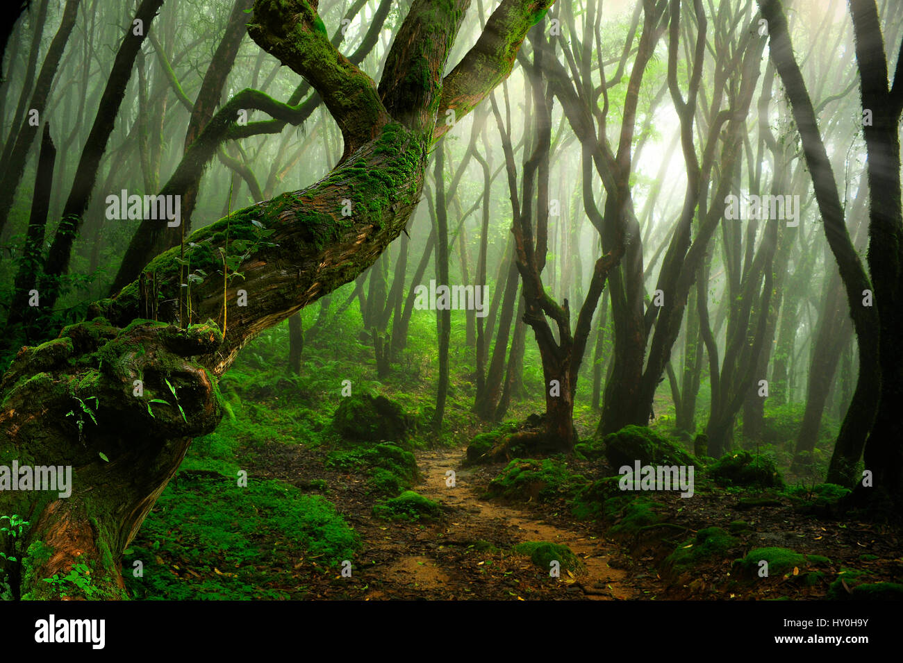 Jungle path in thailand hi-res stock photography and images - Alamy