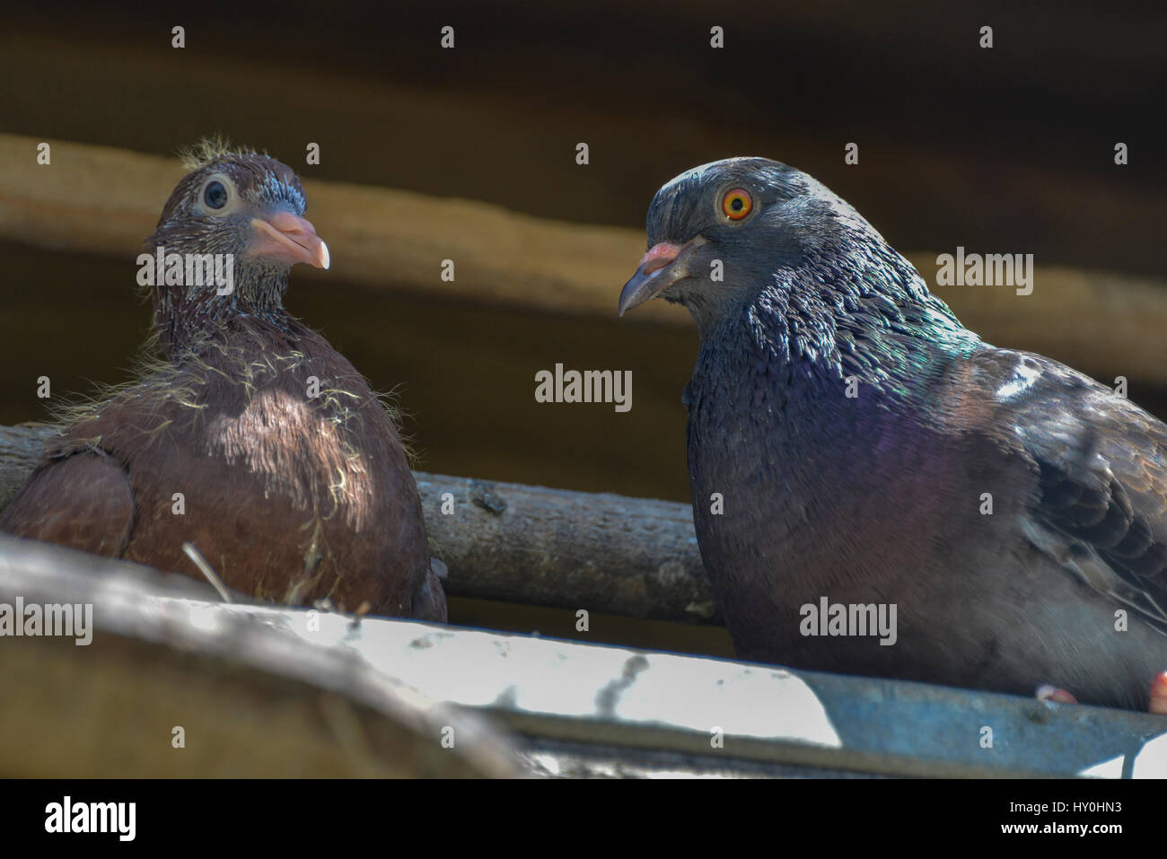 Pigeon and young fledgling Squab. Stock Photo