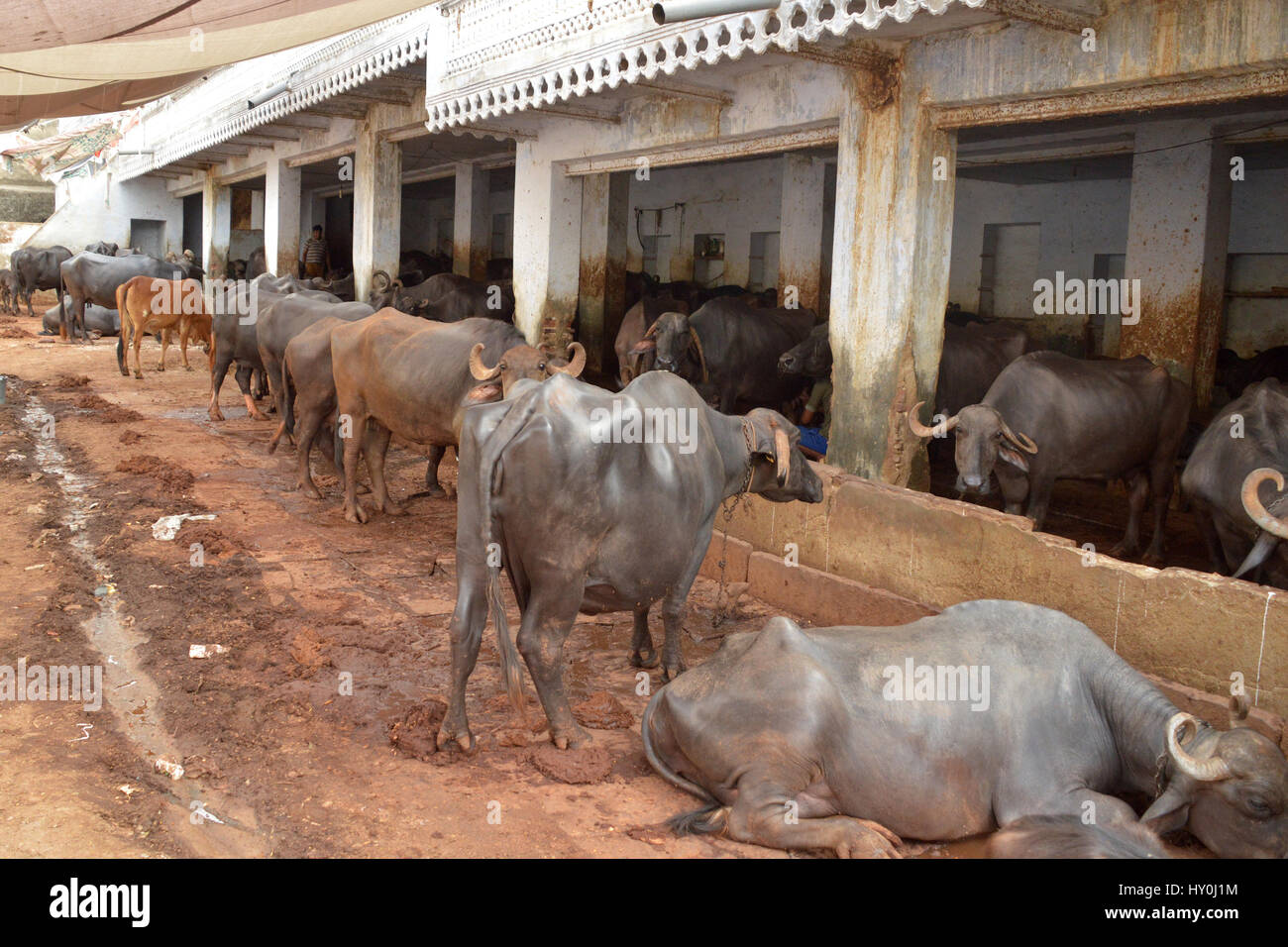 Buffalo stable, ajmer, rajasthan, india, asia Stock Photo