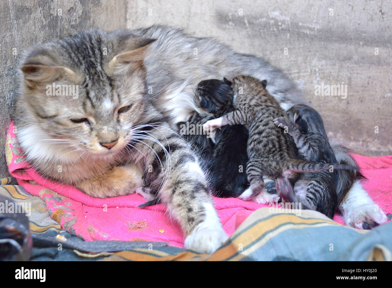Indian kittens hires stock photography and images Alamy