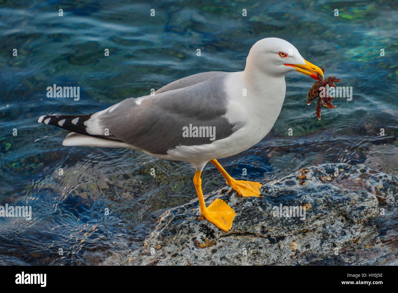 A large Seagull with starfish in its beak, deciding what it should do about it. Cadaques, Spain. Stock Photo