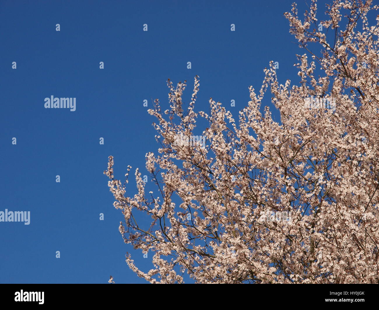 cherry blossom in spring with copyspace Stock Photo