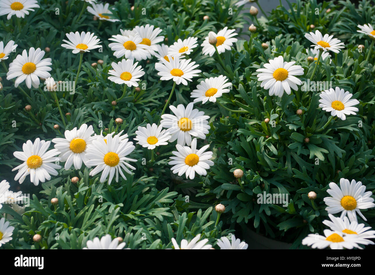 White paris daisy hires stock photography and images Alamy