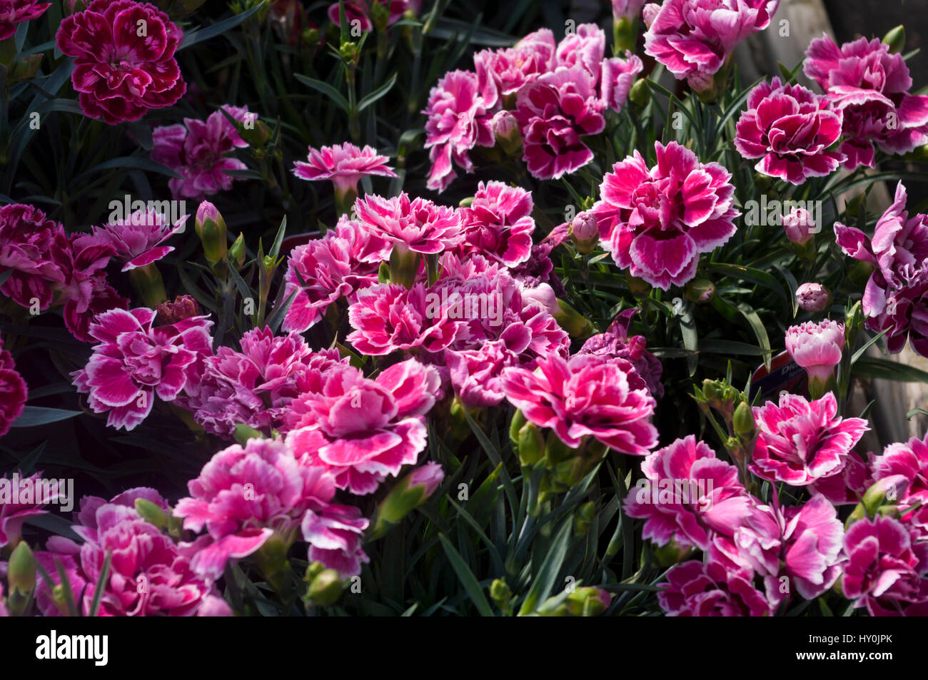 Red and White Dianthus Tenelke Flowers Otherwise known as Pinks Stock Photo