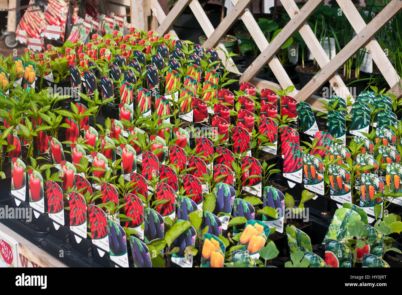Peppers Vegetables Small Plants On Sale at a Garden Centre UK Stock