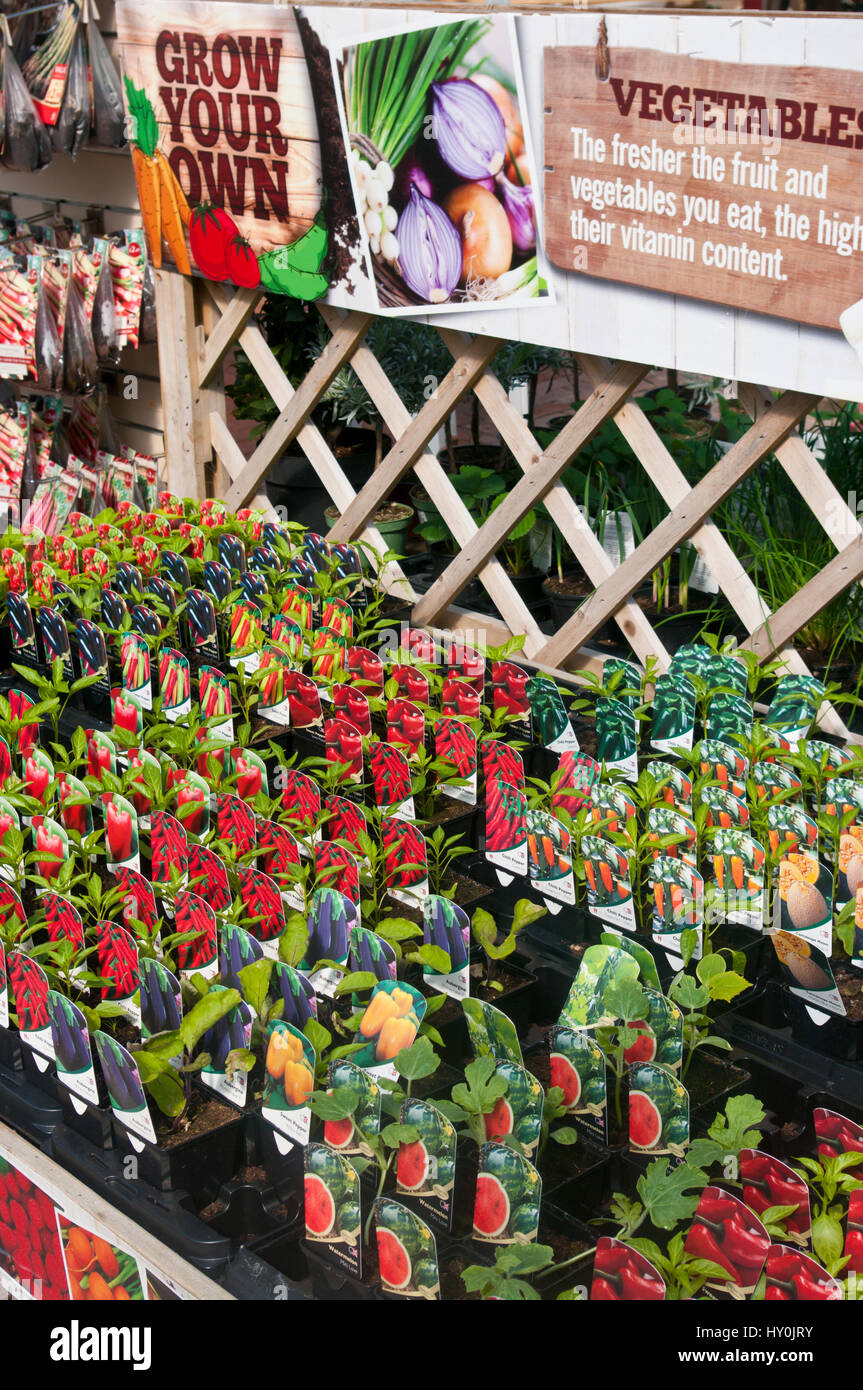 Peppers Vegetables Small Plants On Sale at a Garden Centre UK Stock