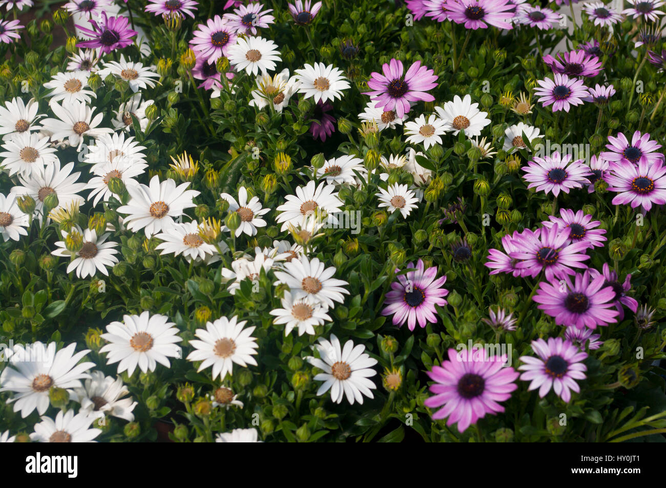 Violet and White osteospermum flowers Brightly Coloured Osteospermums aslo known as African Daisies Stock Photo