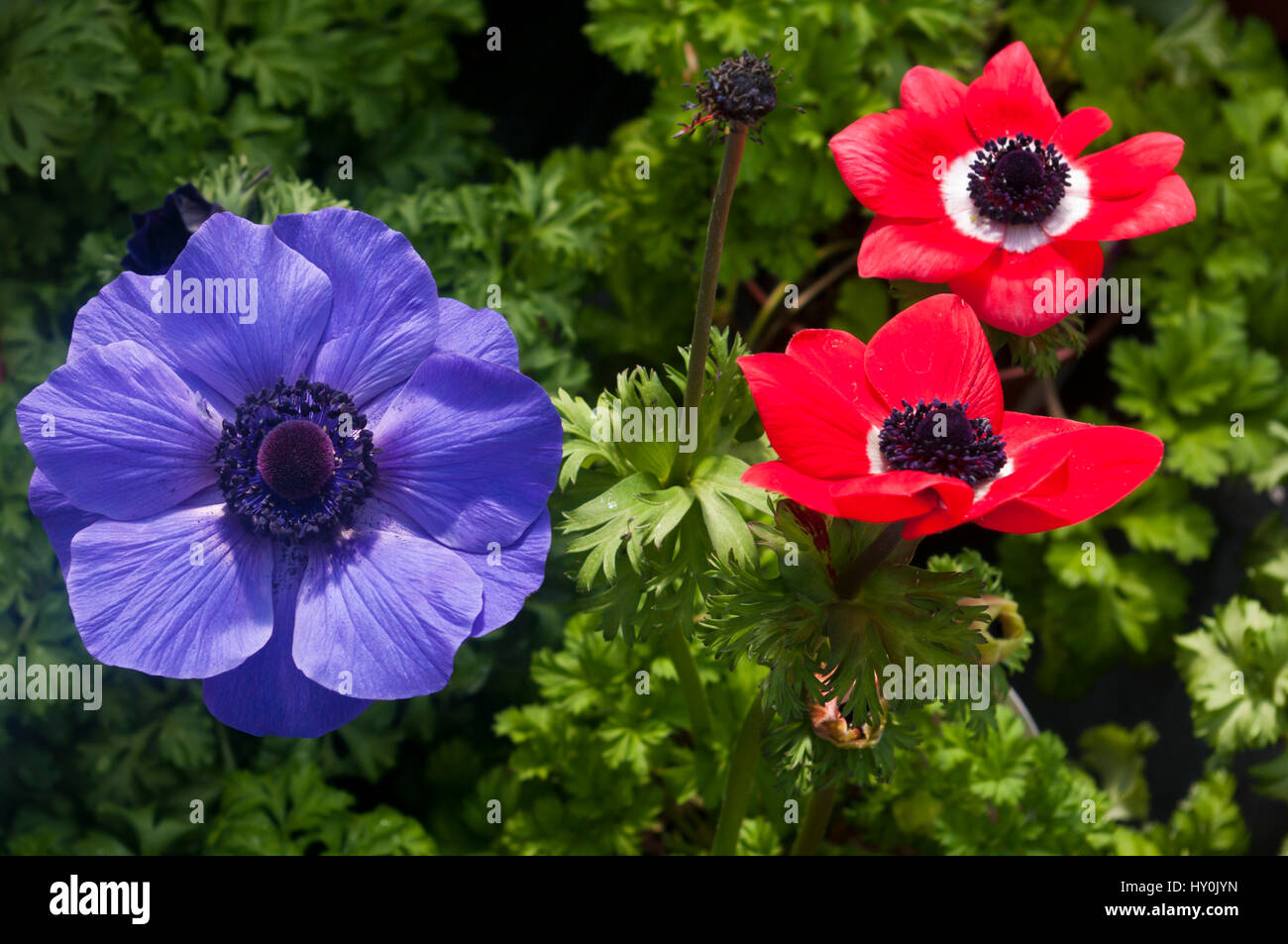 Red and Blue Anemones Flowers ' Anemone Harmony ' Stock Photo
