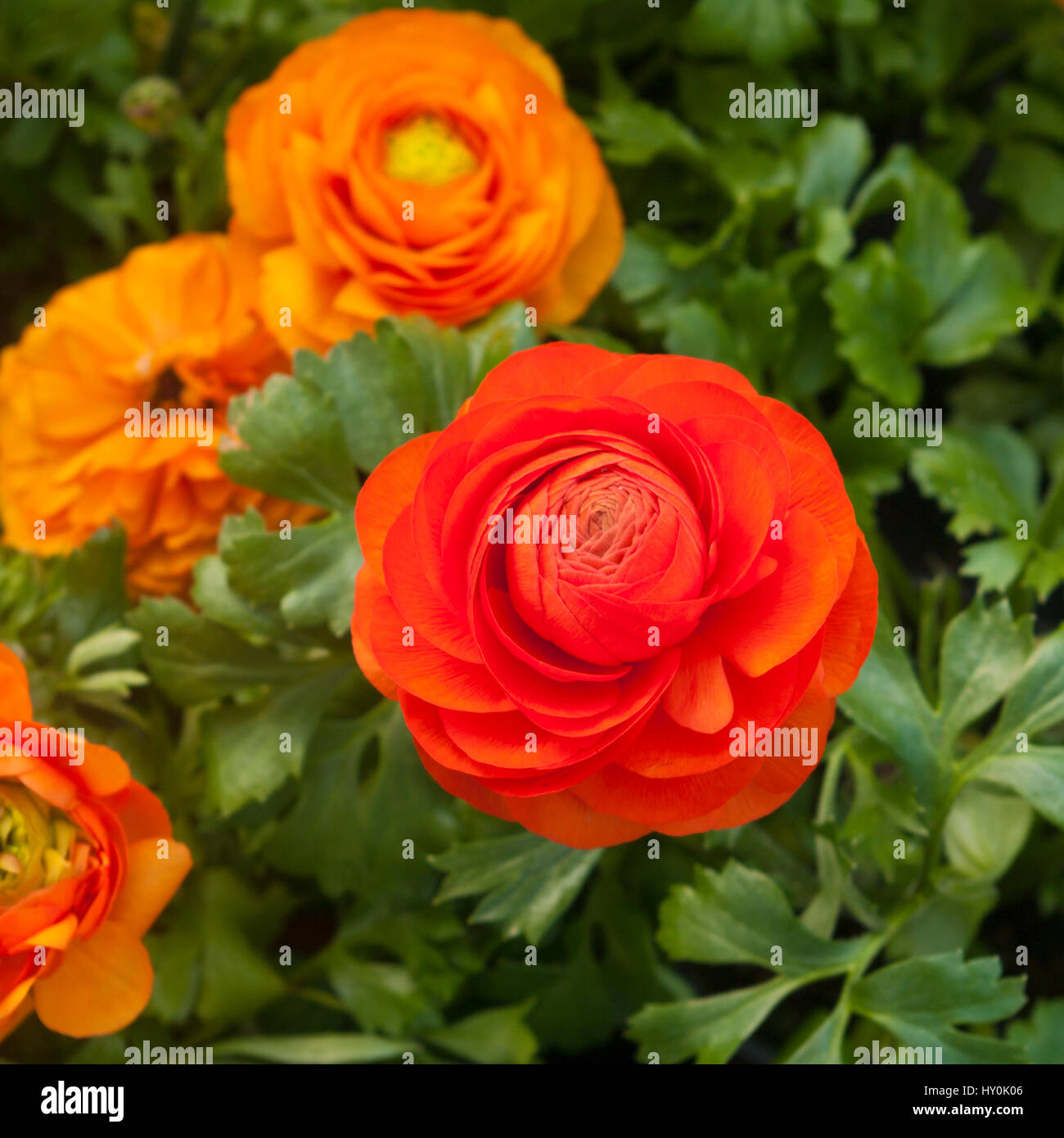 Red Ranunculus Flower Stock Photo