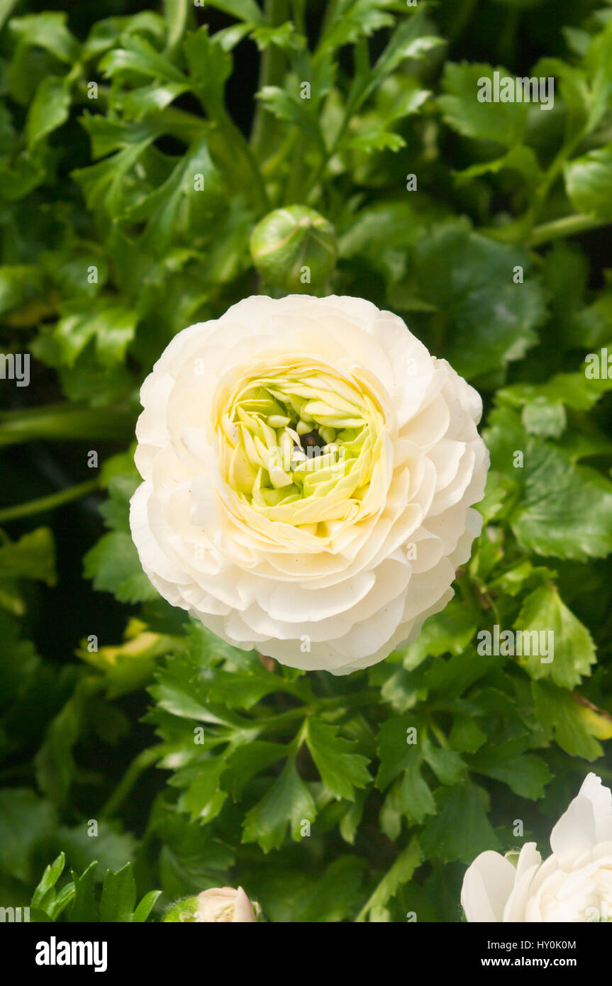 White Ranunculus Flowers Stock Photo Alamy
