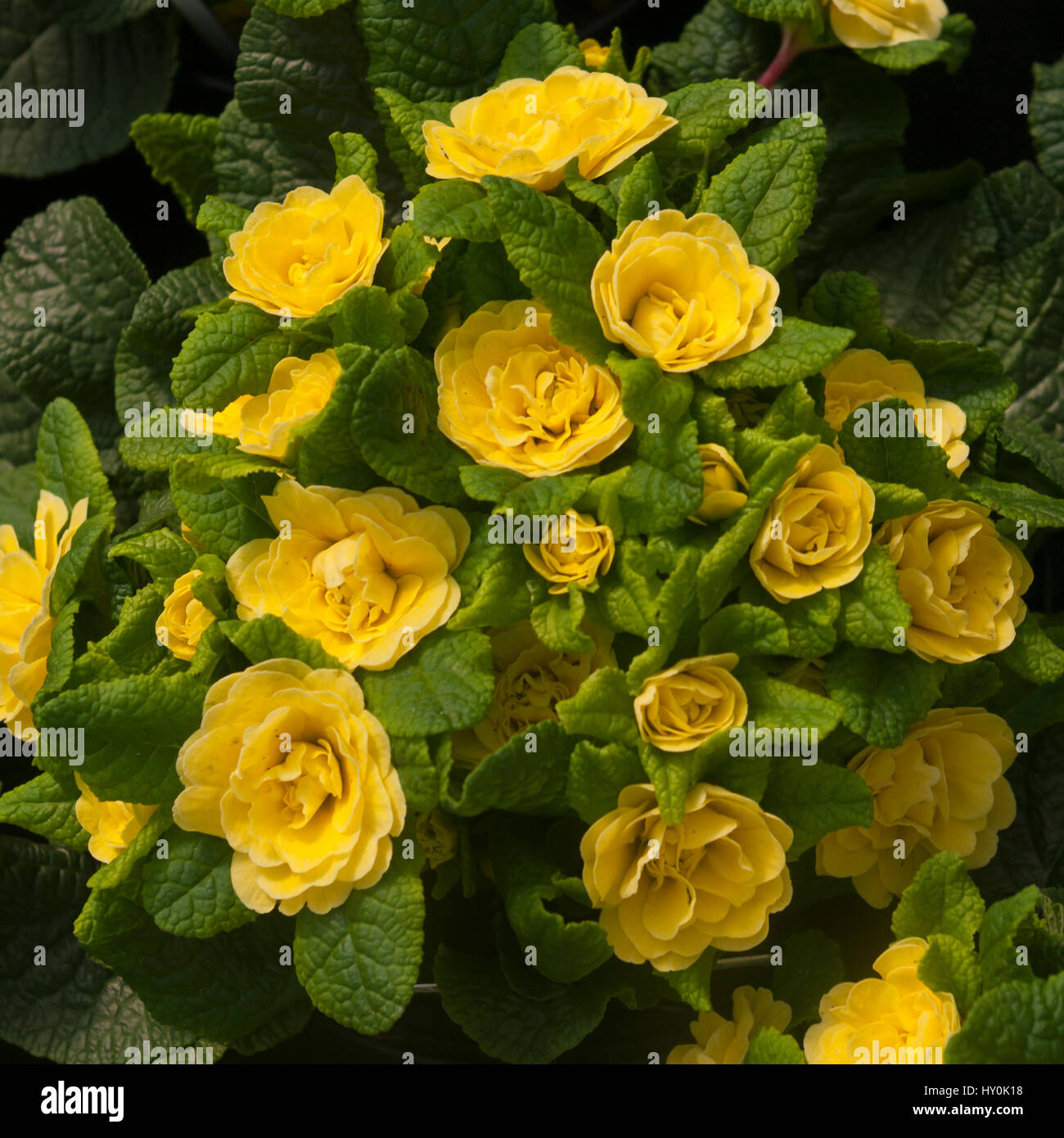 Primula Belerina ' Buttercup Yellow ' Yellow Primulas Stock Photo