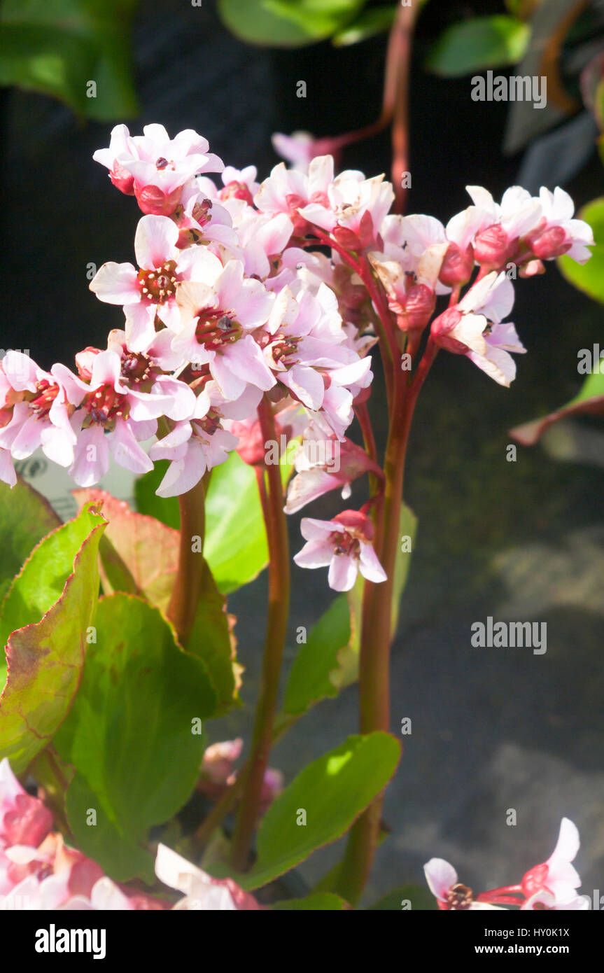 White Pink Flowers Of THe Bergenia Harzkristall Stock Photo