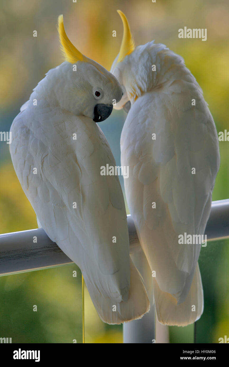Two Australian Sulphur Crested Cockatoo's (Cacatua galerita) perched on a fence. Hamilton Island, Queensland. Stock Photo