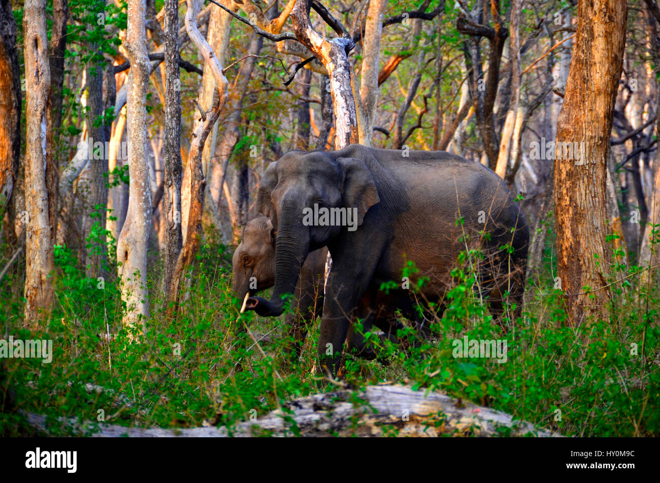 Elephant mother leading her  naughty son [or daughter ] along the  Mudumalai, Tamil Nadu, India. Stock Photo