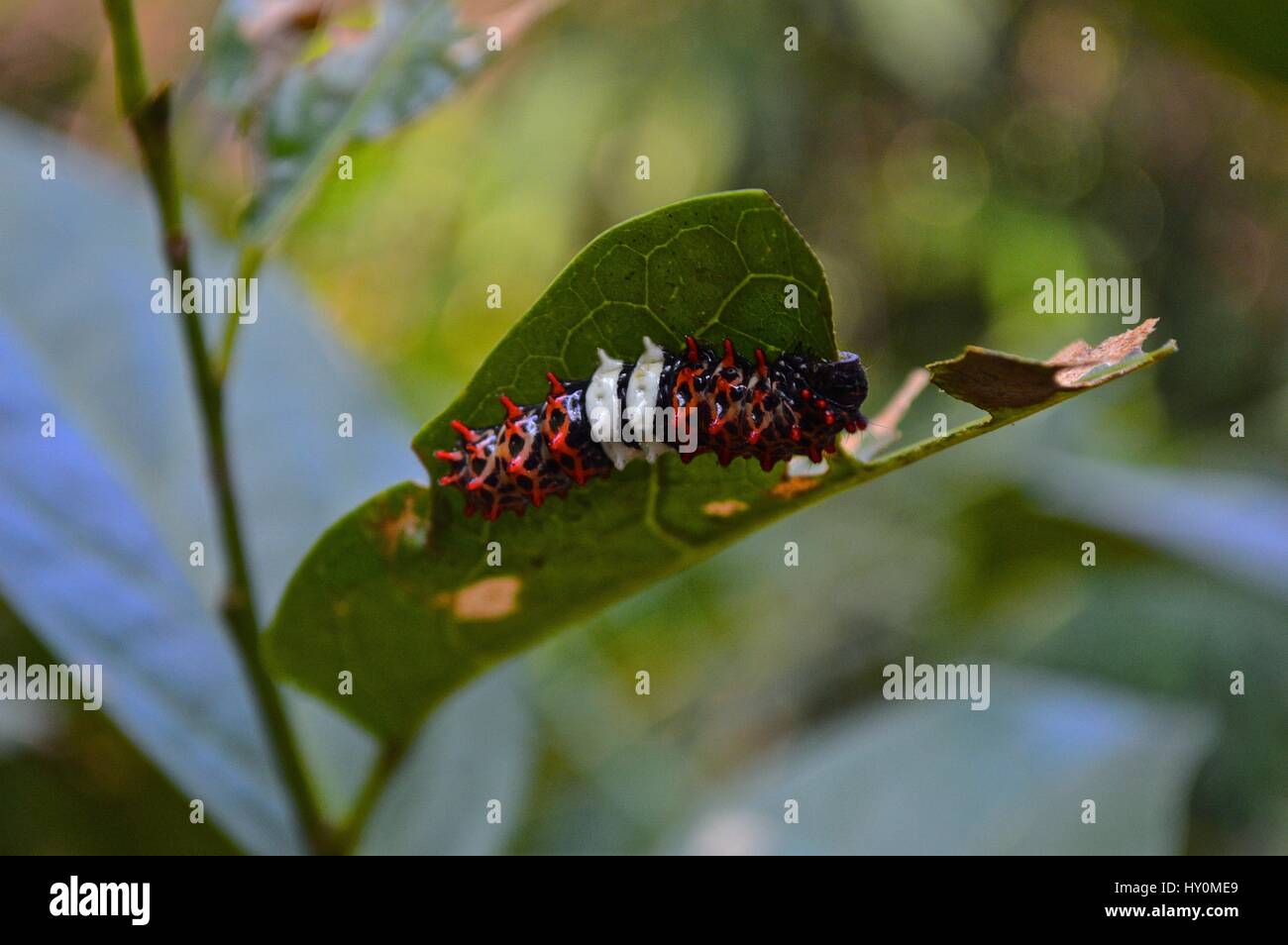 Black and white striped caterpillar hires stock photography and images