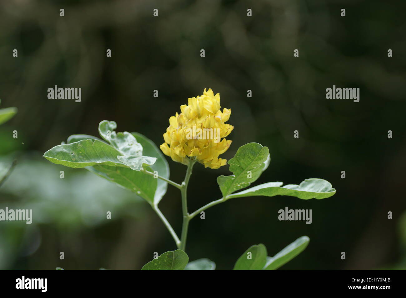 Argyrocytisus battandieri Stock Photo