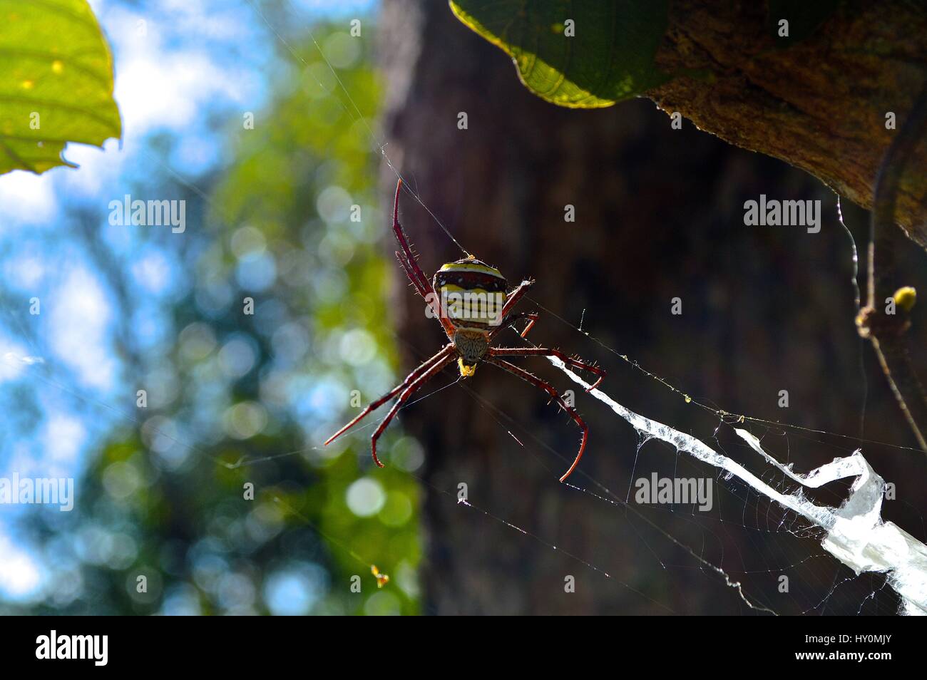 Large, colourful spider in a web in Thailand Stock Photo - Alamy