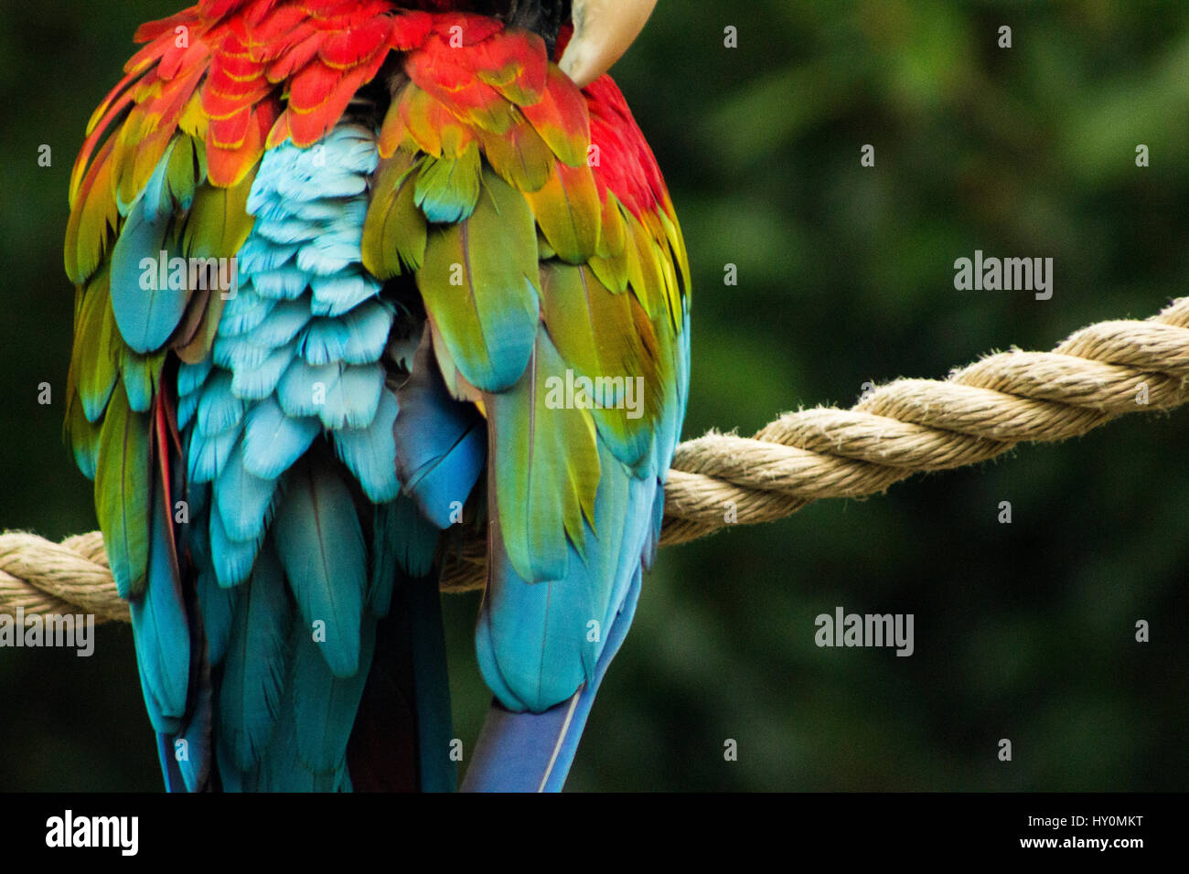 Parrot feathers hires stock photography and images Alamy