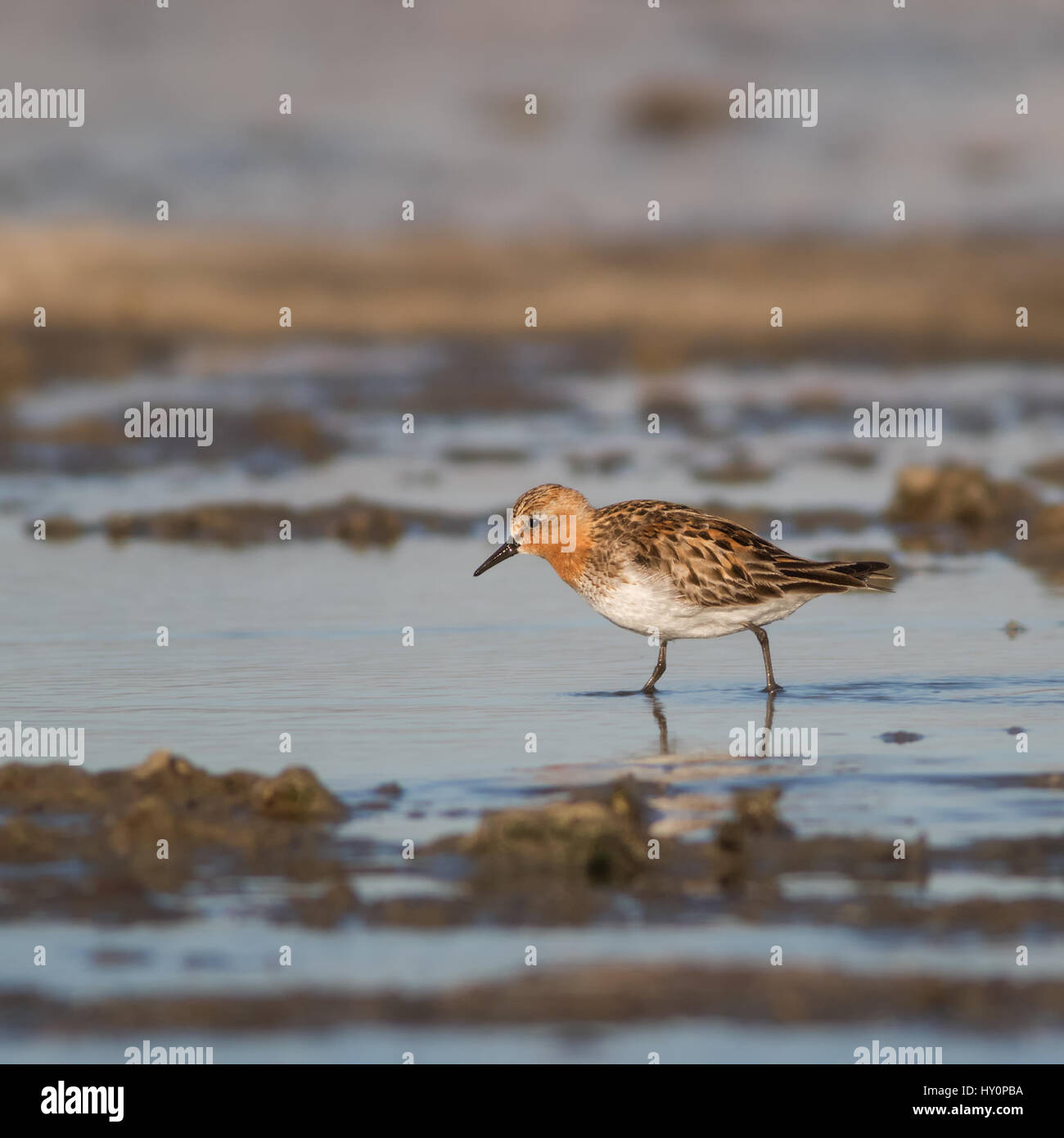 A very rare east Asian visitor to the United States, this stunning breeding plumage Red-necked Stint got blown off course across the Pacific. Stock Photo
