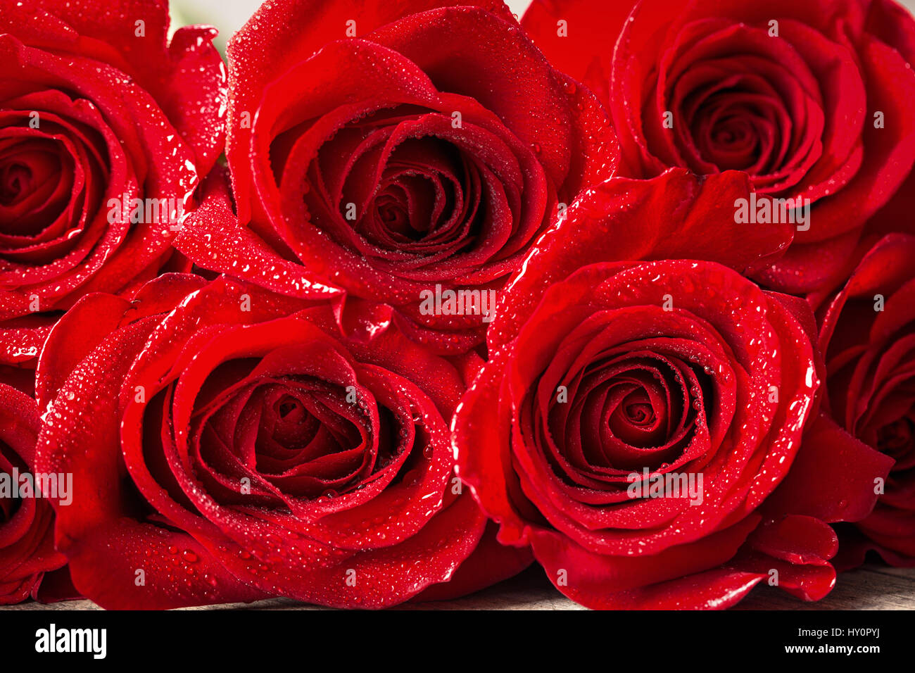 beautiful close up red rose with water drops background Stock Photo - Alamy