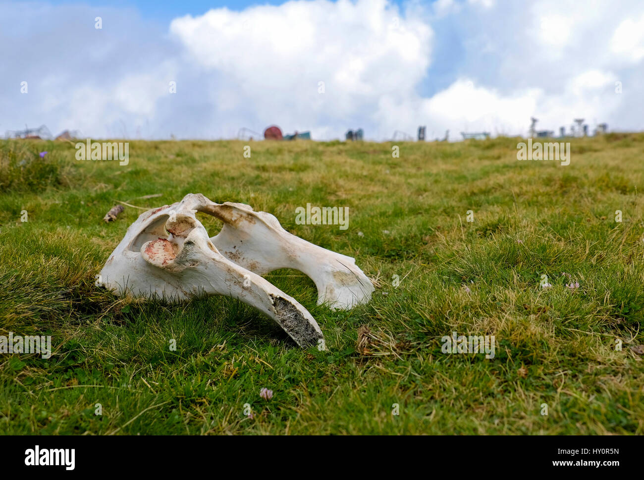 bone remnants lying in open air on the grass Stock Photo