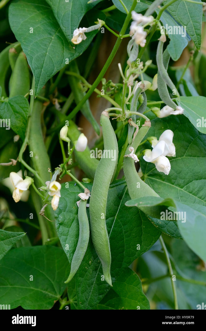 fresh still to pick beans hanging on a bean plant Stock Photo