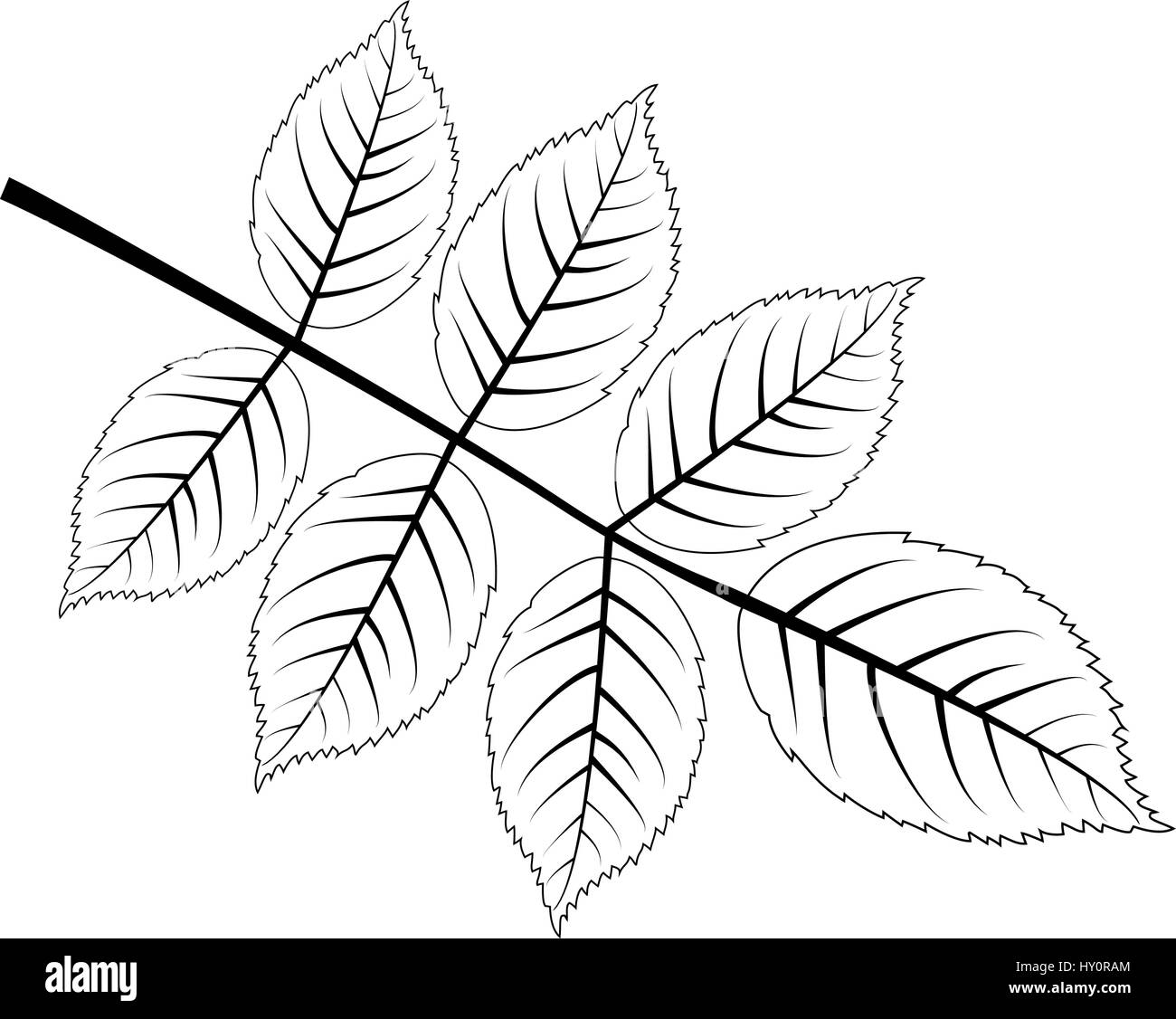 walnut - leaf vector illustration , Stock Vector