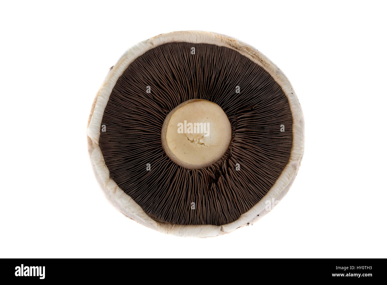 A large flat mushroom on a white background Stock Photo - Alamy