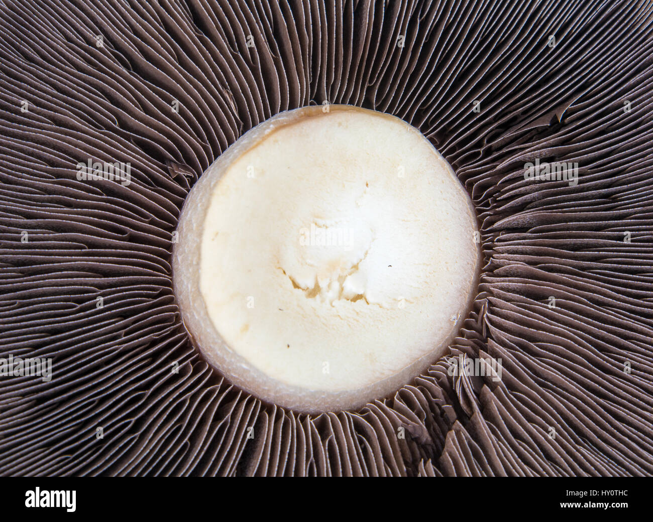 A closeup view of a large flat mushroom Stock Photo Alamy