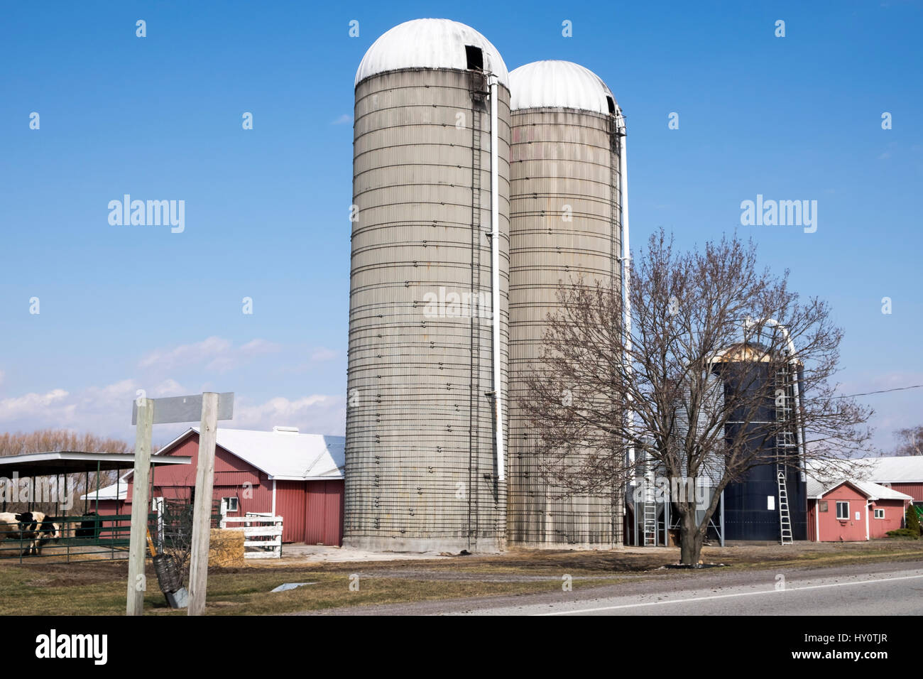 Two tall silos with white tops and ladders on the exterior are held together by metal bands on a farm in rural Ontario Canada. Stock Photo