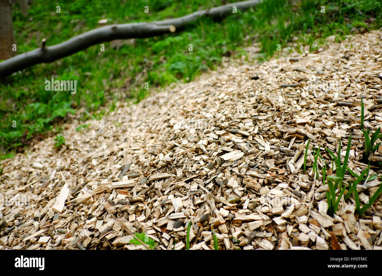The remains of chopped down trees in princes street gardens in