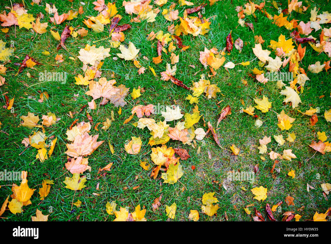 leaves lying on green grass in a wonderful autumn day Stock Photo - Alamy