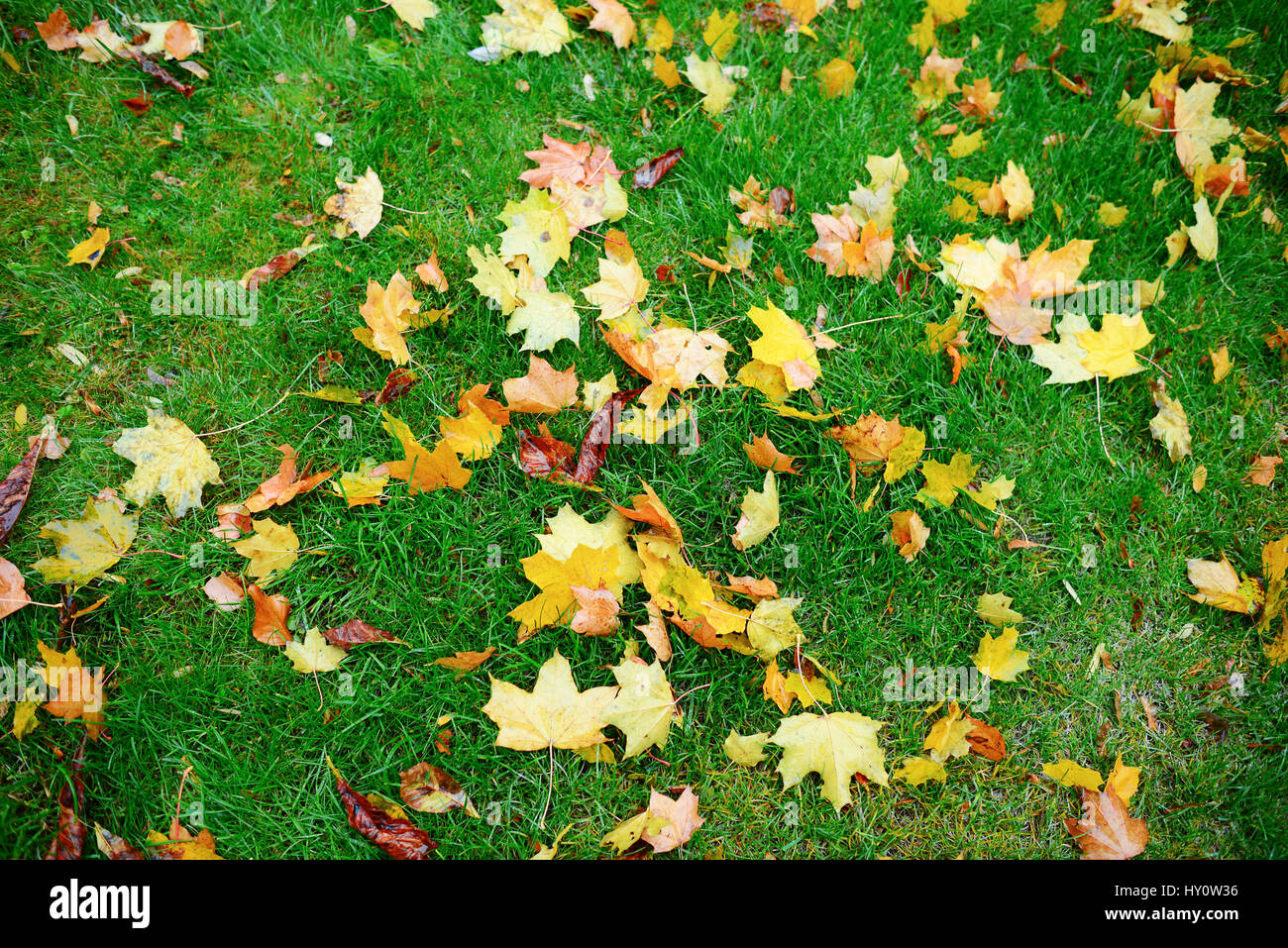 leaves lying on green grass in a wonderful autumn day Stock Photo - Alamy