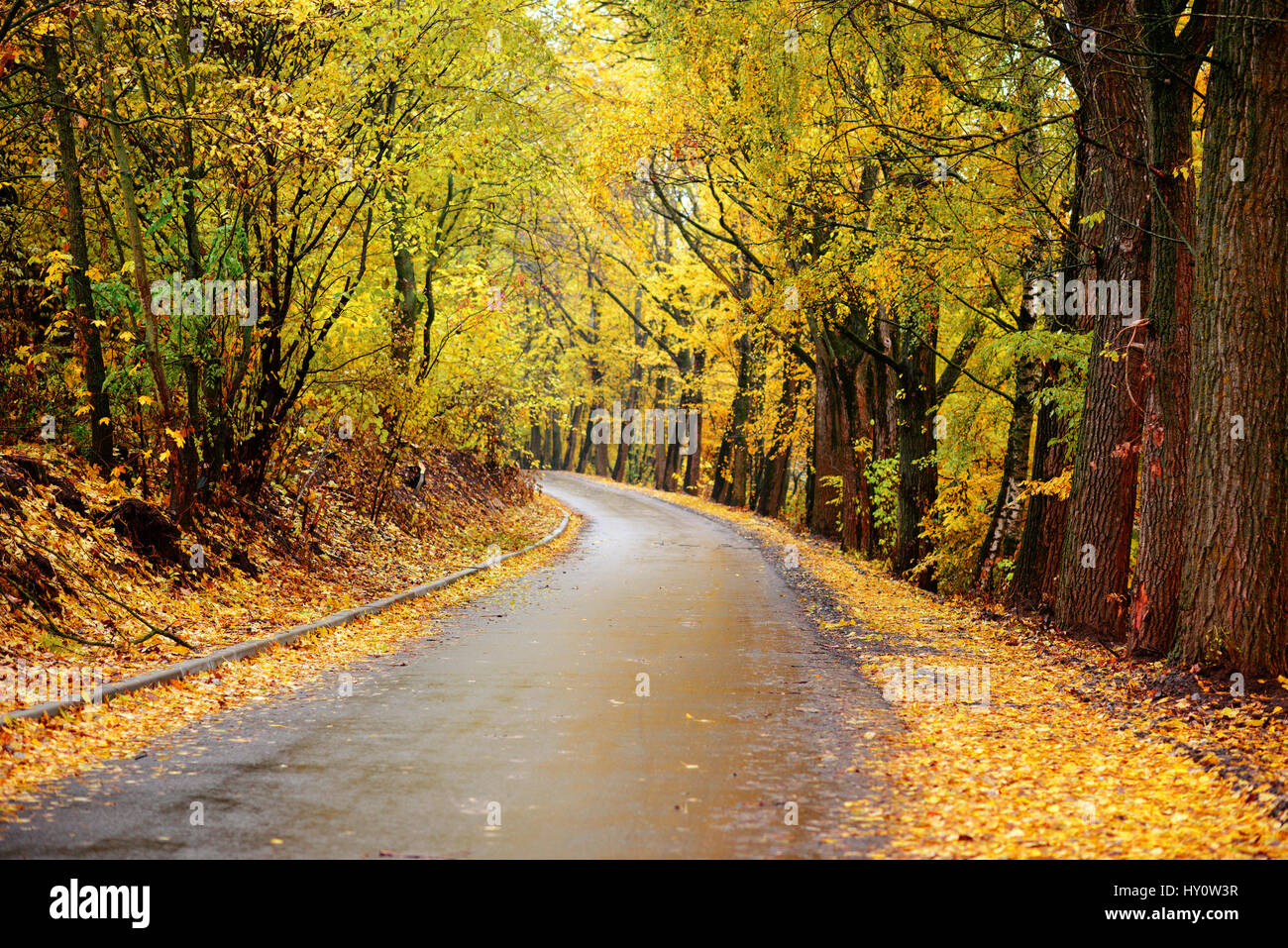 Colorful autumn landscape in the forest with old road Stock Photo - Alamy