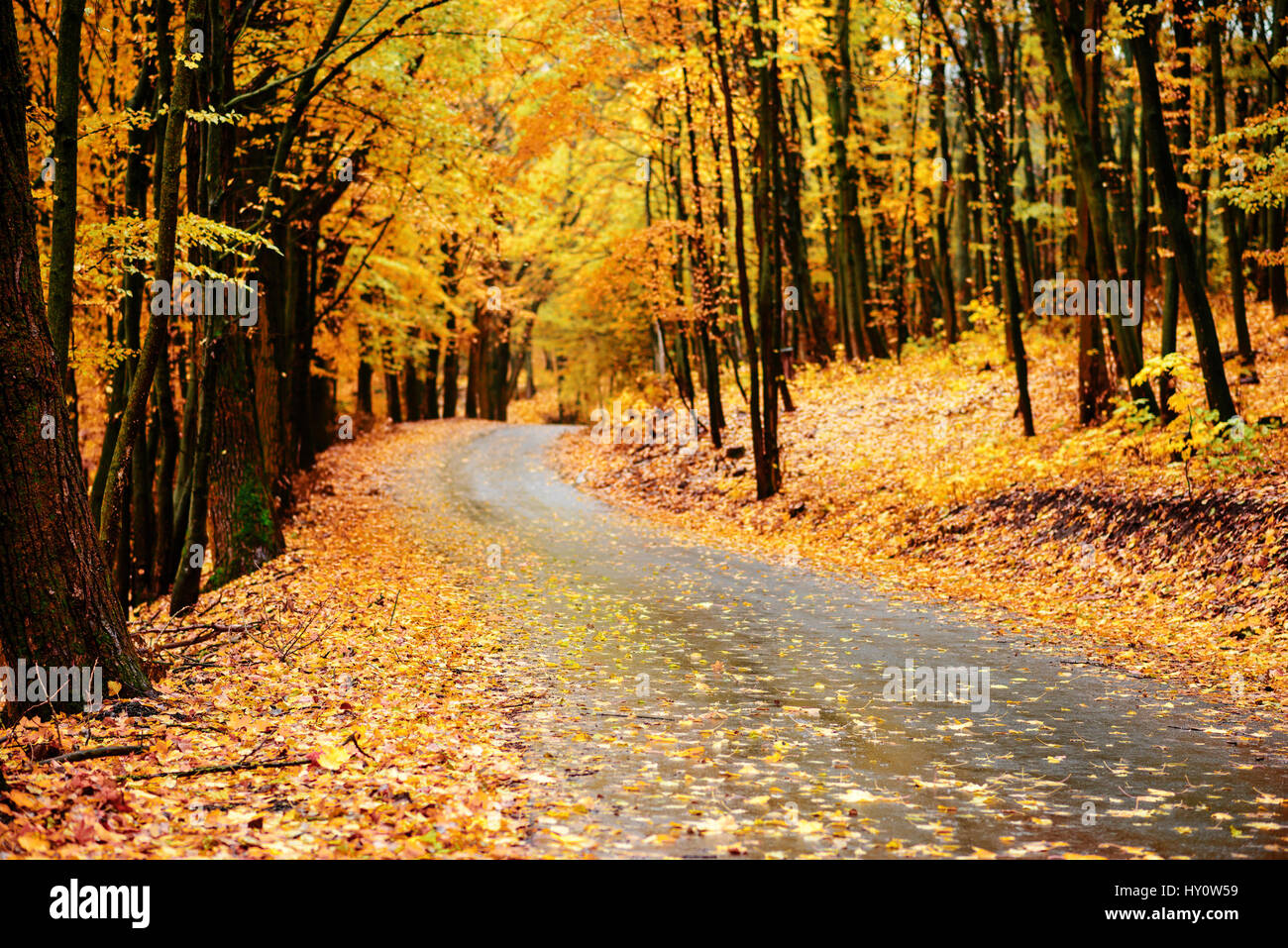 Colorful autumn landscape in the forest with old road Stock Photo - Alamy