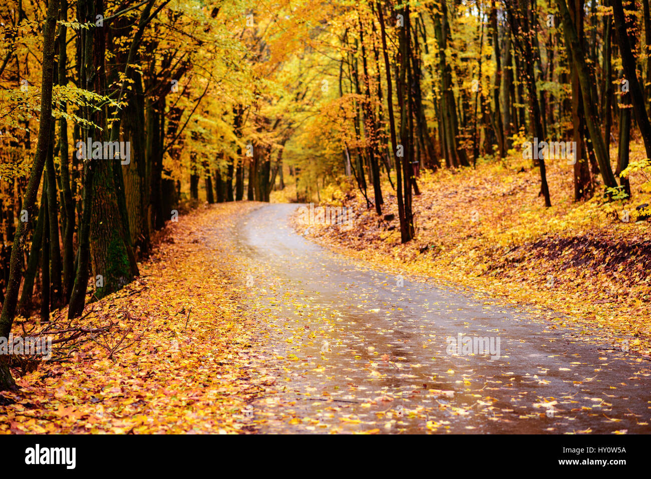 Colorful autumn landscape in the forest with old road Stock Photo - Alamy