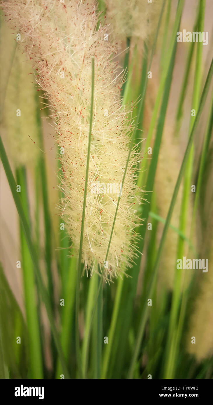 Green grass background with flowers of  Pink Fountain Grass or Pennisetum Setaceum. Fluffy, feather looking stems. Macro, soft focus. Stock Photo