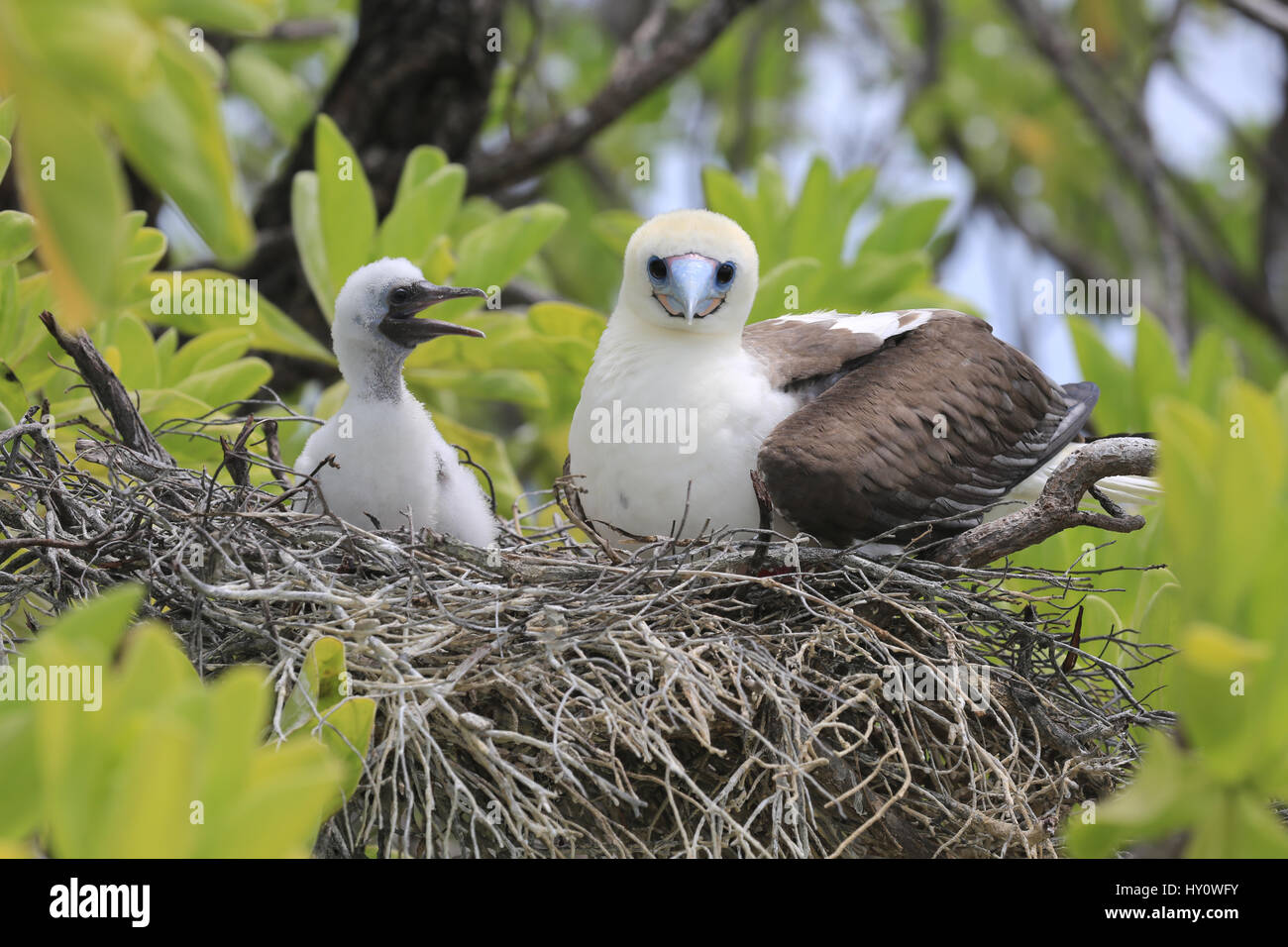 Red-footed booby bird with a chick in the nest, Christmas Island, Kiribati Stock Photo