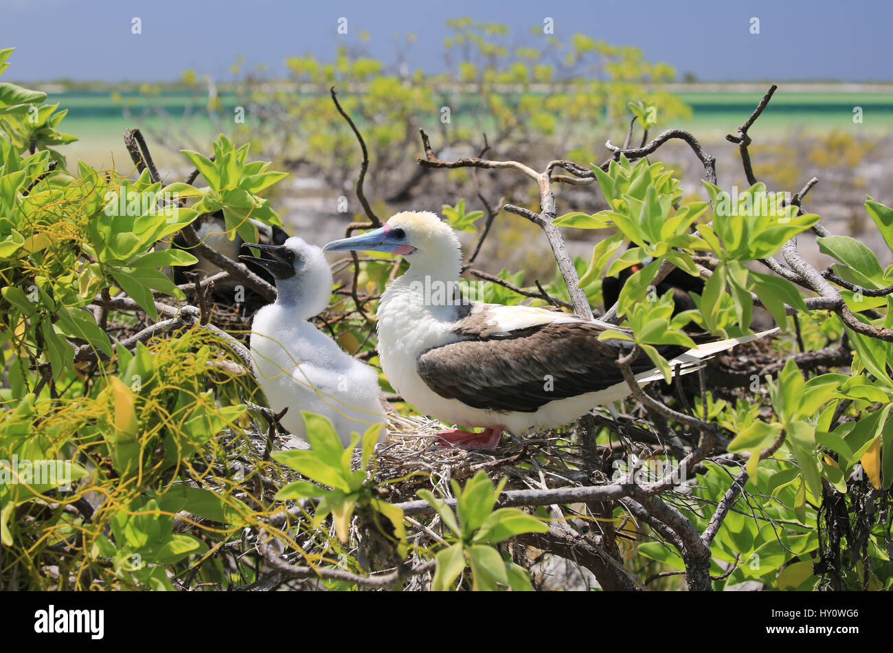 Red-footed booby bird with a chick in the nest, Christmas Island, Kiribati Stock Photo