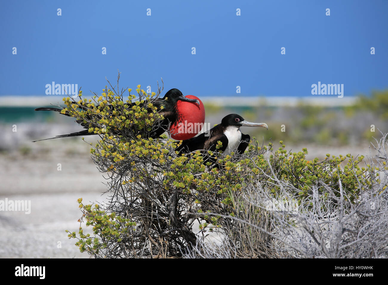 frigatebird-mating-ritual-high-resolution-stock-photography-and-images
