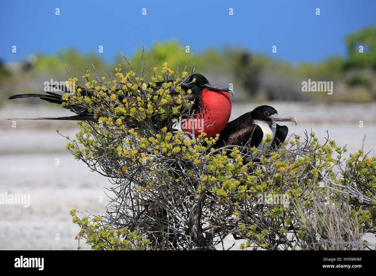 mating-great-frigatebird-couple-christmas-island-kiribati-stock-photo