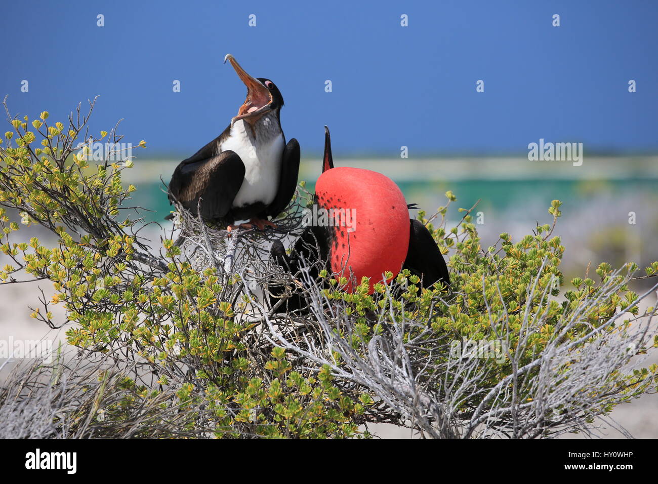 frigate-bird-courting-hi-res-stock-photography-and-images-alamy