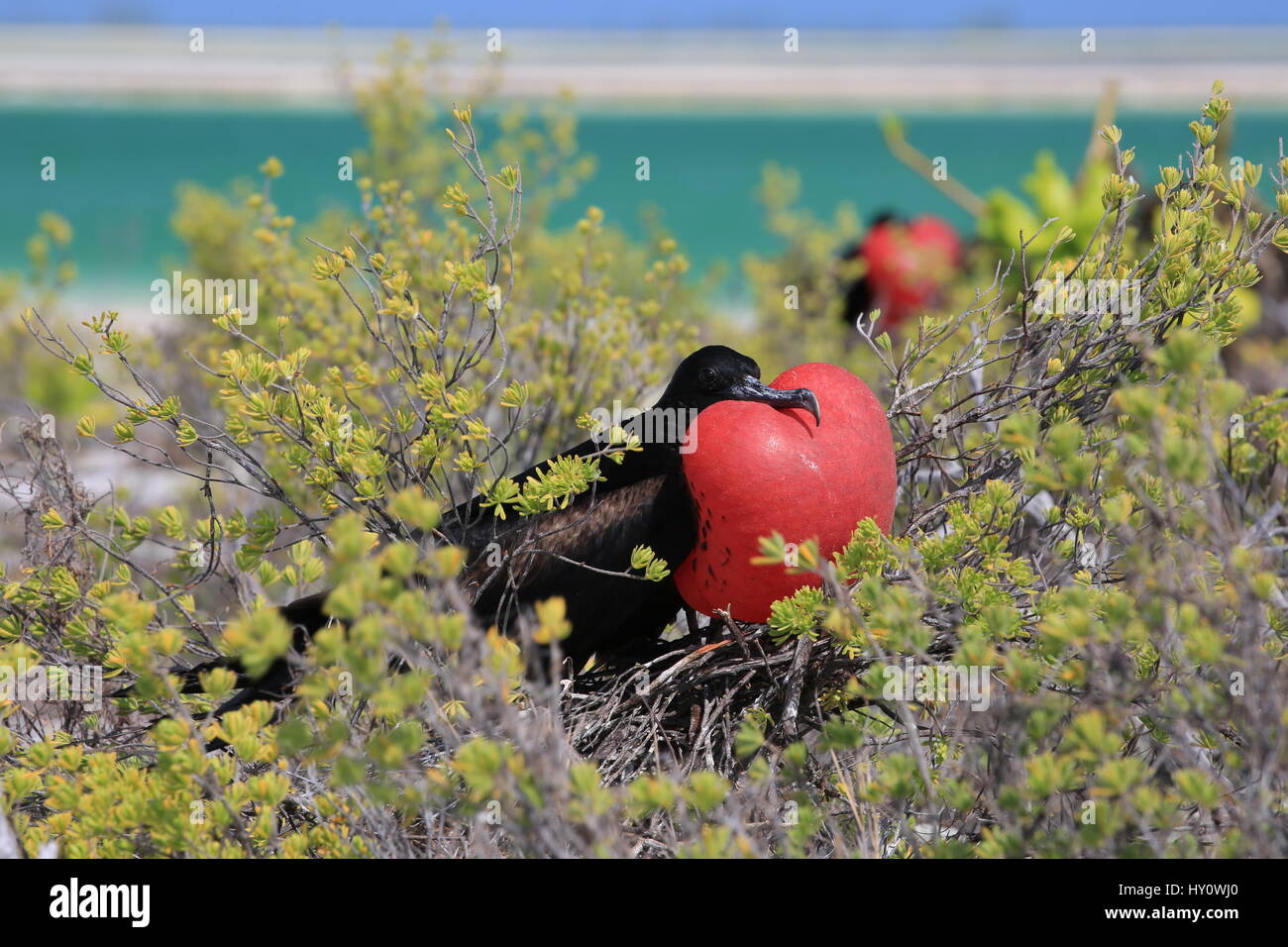 frigatebird-mating-ritual-hi-res-stock-photography-and-images-alamy