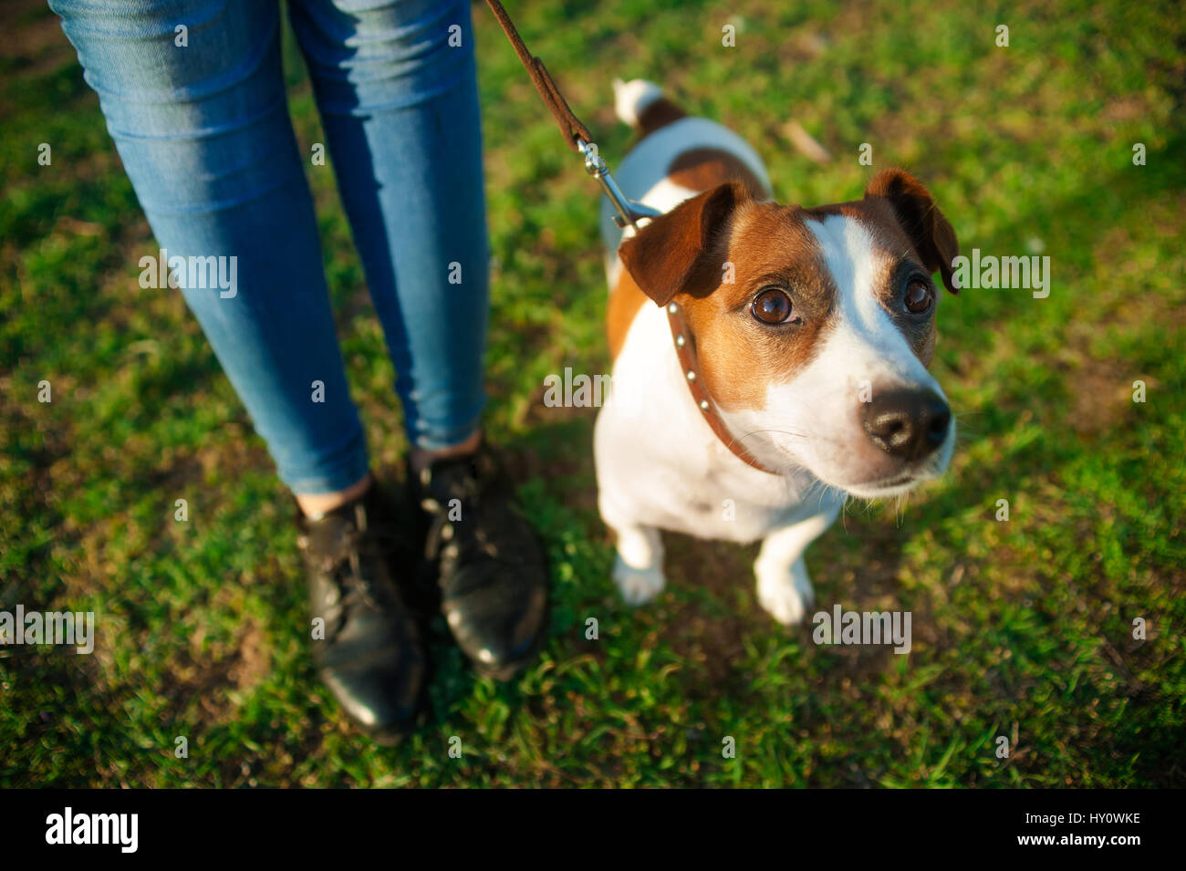 Jack Russell terrier dog lying behind its owner legs and looking up