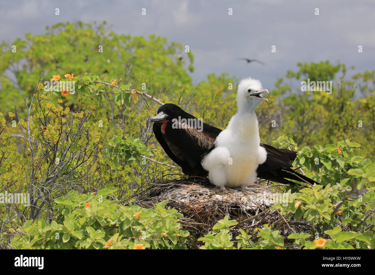 Male great frigatebird with a chick in the nest, Christmas Island, Kiribati Stock Photo